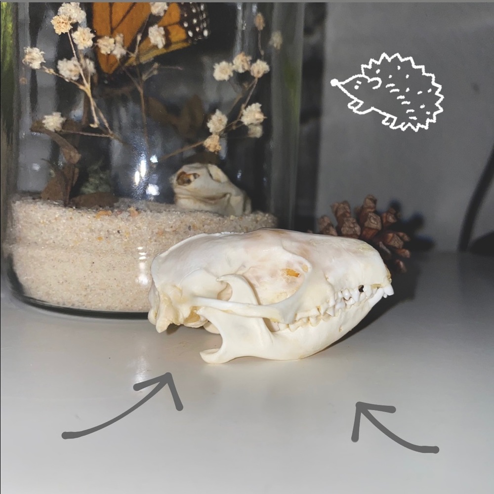 Hedgehog skull real bone Taxidermy